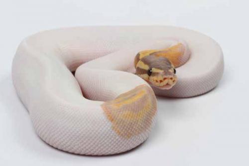 1607banpied01f6-6