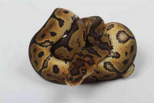 1608clown02m2-8