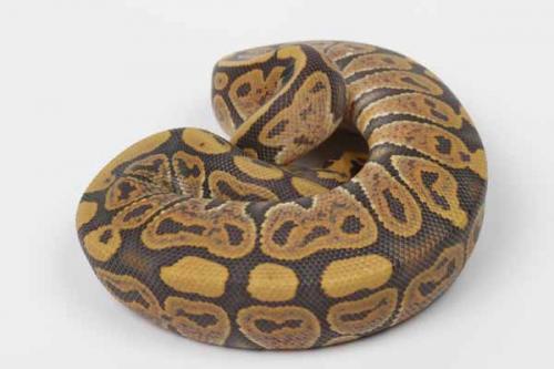 1608hypo01f4-8