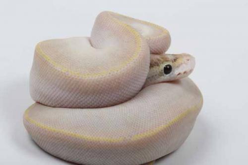1608ivory03f4-5