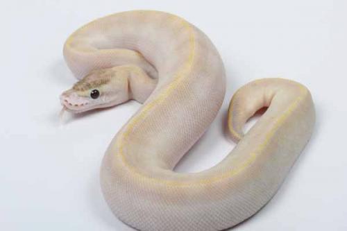 1608ivory05f1-5