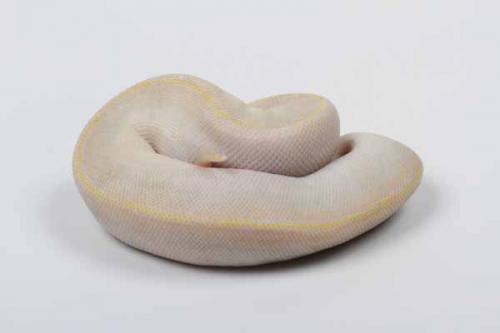 1608ivory05m2-5