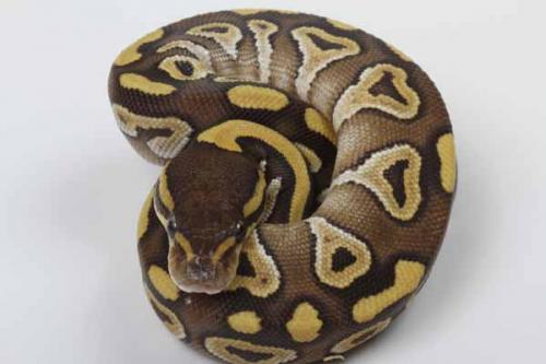 1608mojave03f1-5