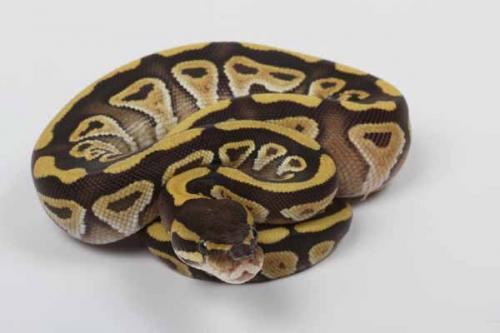 1608mojave04f2-5