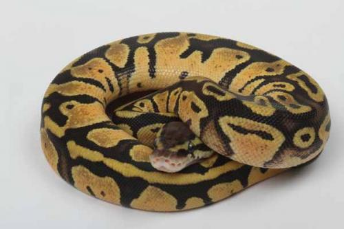 1608pastel05f2-7