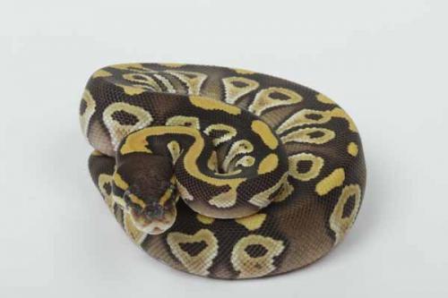 1610mojave13f2-5