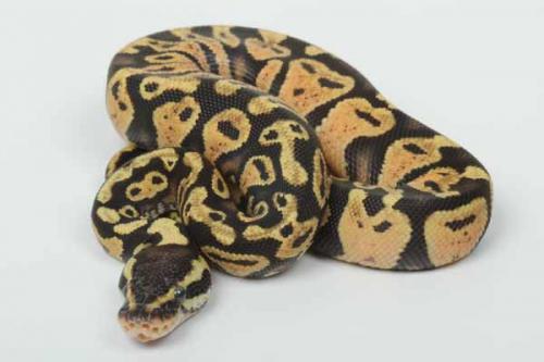 1610pastel04m3-8