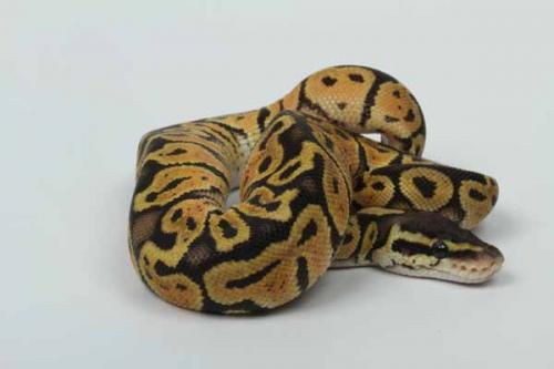 1610pastel05m1-5