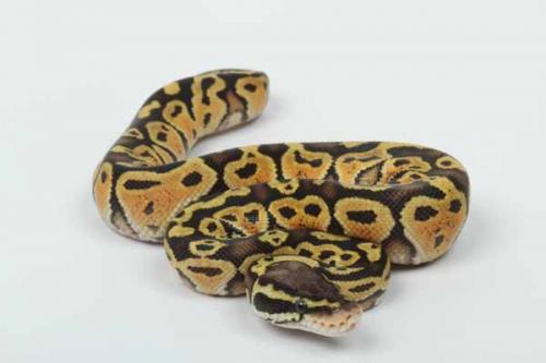 1610pastel06m1-7