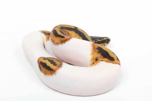 1611piebald10m1-1