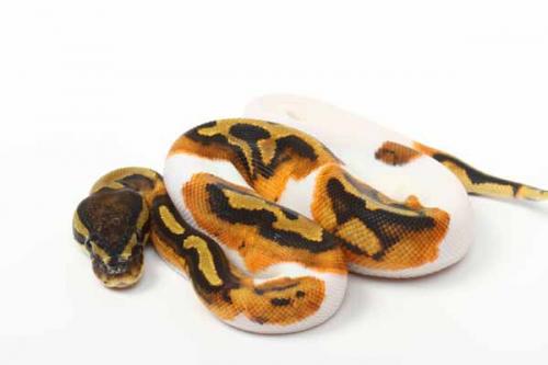 1709piebald02f4-7