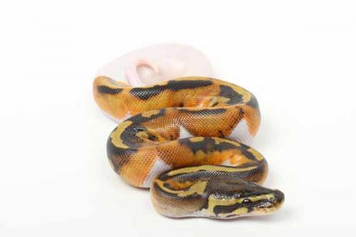 1709piebald04m1-7