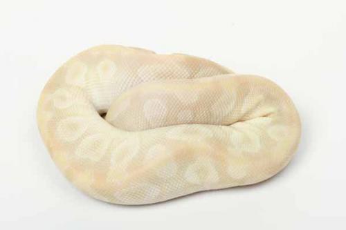 1709pstcryhhyp01m8-8