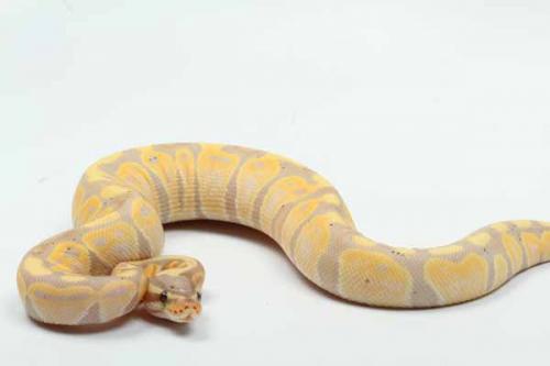 1808banana01f2-6