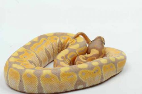 1808banana02f3-7