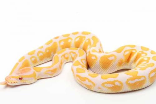 1808lavalb02f6-7