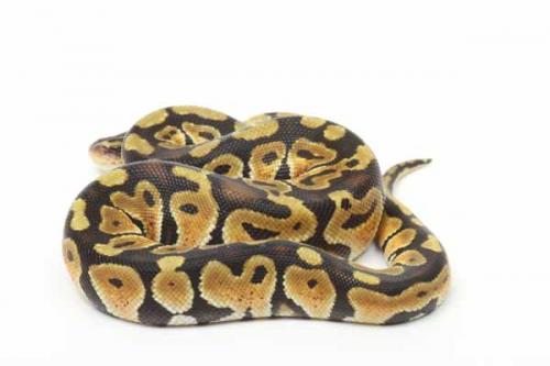 1808pastel02m2-7