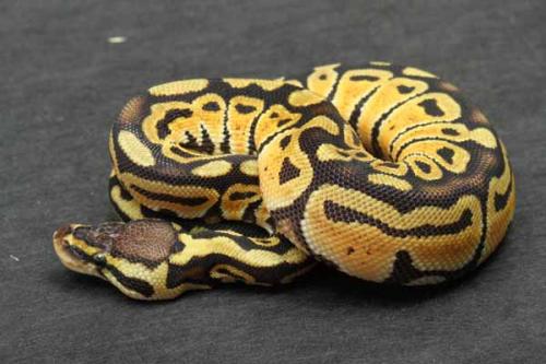 1809pastel02f2-3