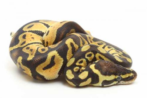 1810pastel03m1-3