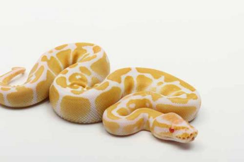 1811albino01f3-3