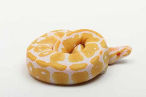1811albino01m1-3