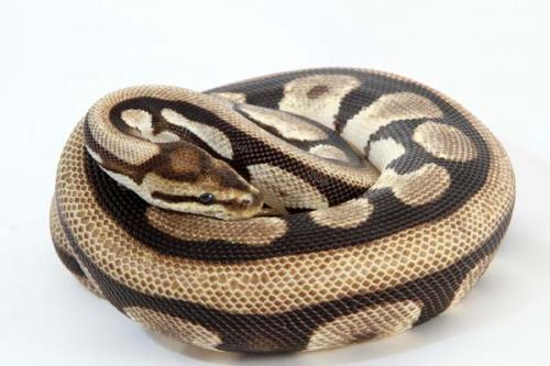 9505stripe01m
