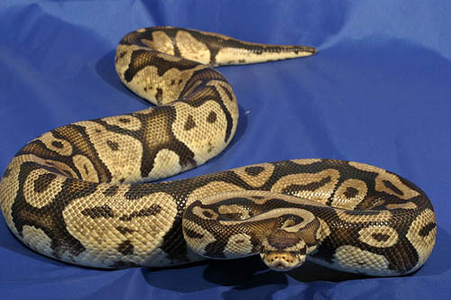9804pastel01m2-3