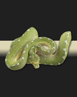 0801jaya04
