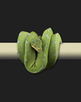 0801jaya05