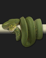 0801merauke02