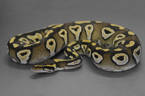 mojave