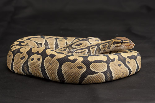 orangehypo