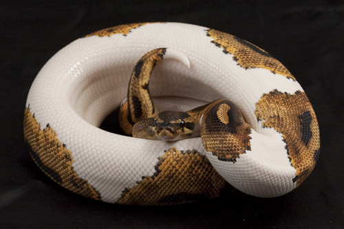 piebald