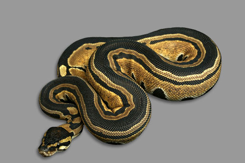 tristripe