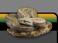 snake photo