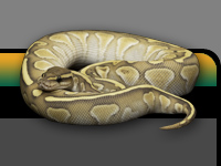 snake photo