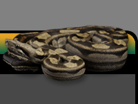 snake photo